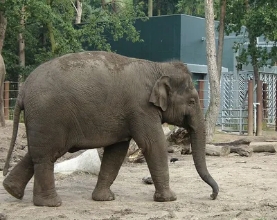 Yun бесплатные фото фонда. : No. 5949 Азиатский слон [Япония. / Chiba  префектура.]