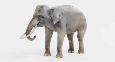 Статуэтки животных - Индийский слон деревянный, STKJ_0070 | 3D модель для  ЧПУ станка
