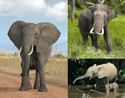 Фигурка Азиатский слон, размер XL от Collecta, 88486b - купить в  интернет-магазине ToyWay.Ru