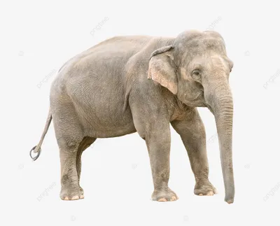 Азиатский слон (самец) 3D Модель $149 - .3ds .blend .dae .obj .fbx - Free3D