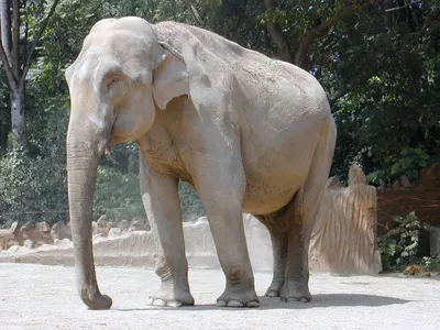 Чем отличаются азиатские слоны от африканских? | ВКонтакте