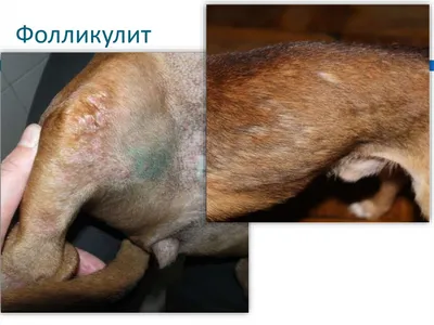 Угри собак (акне) | Ветеринарная клиника доктора Шубина