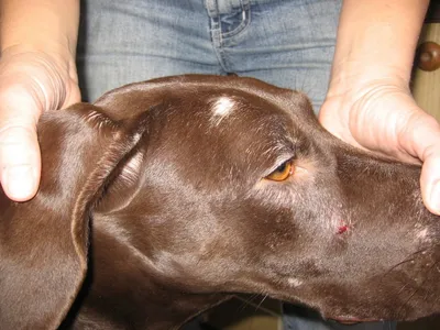 Купить мазь от аллергии у собак Skin Soother natural dog