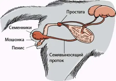 Кастрация собак | Подготовка и противопоказания