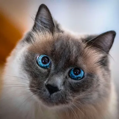 Балийский кот стоковое фото. изображение насчитывающей любимчики - 36928308