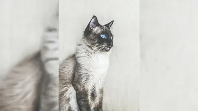 Балийский кот - картинки и фото koshka.top
