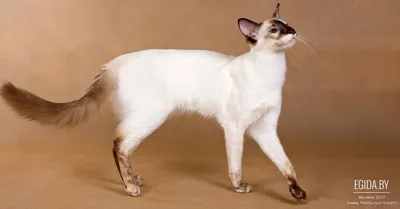 Прыгающий балийский 🐱 кот 🐈» — создано в Шедевруме