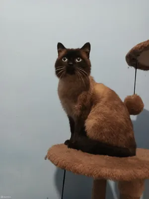 Портрет очаровательного котенка на заднем плане | Премиум Фото