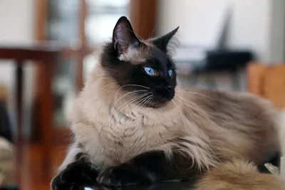 Балийская кошка | Балинез, Кошки