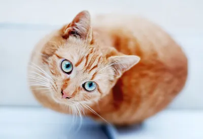 Балийская кошка: описание породы, характер, уход — Purina.ru