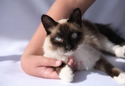 Котенок Гималайский кот Бирман Персидский кот Щенок, котенок,  млекопитающее, животные, кошка png | Klipartz