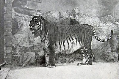 Panthera tigris sondaica (популяция) — Википедия