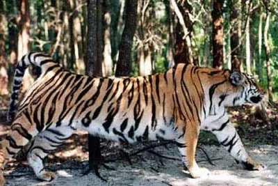 Calaméo - Сохраним тигра