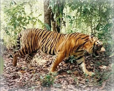 Балийский тигр | Пикабу