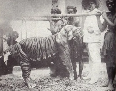 Балийский тигр | Животный мир