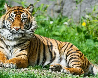 Международный день тигра - РИА Новости, 29.07.2023