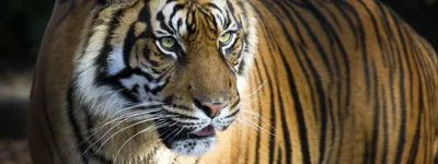 Балийские тигры: почему не стало хищников на райском острове