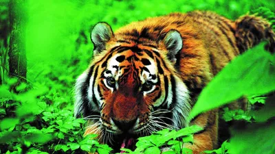 Балийский тигр - 63 фото