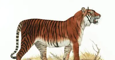 Балийский тигр | Пикабу