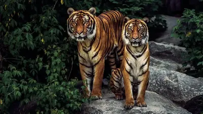 Амурский тигр оскал - 72 фото