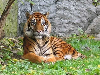 Балийский тигр и тасманийский волк. Почему исчезают редкие животные? |  Животные | ШколаЖизни.ру