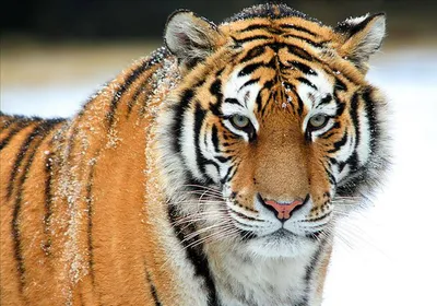 Бенгальский тигр Кот, тигр, млекопитающее, животные, кошка png | Klipartz