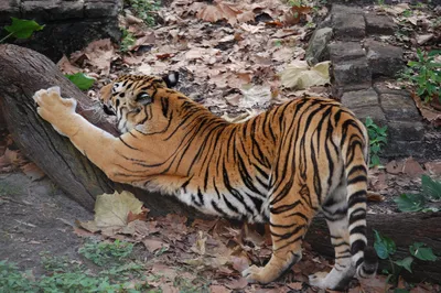 Убийцы тигров: животные, которые убивают и едят тигров