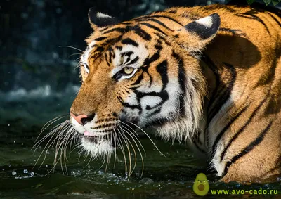 Интересные факты об амурских тиграх: топ-10