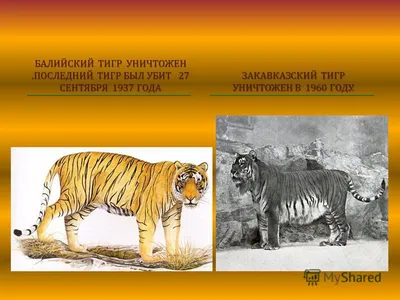 В Индонезии погибли три суматранских тигра. Виновны браконьеры