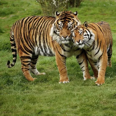 яванского тигра, балийский тигр, я Чинг