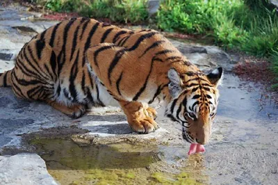 Таинственные тигры: 25 интересных фактов о самых красивых кошачьих