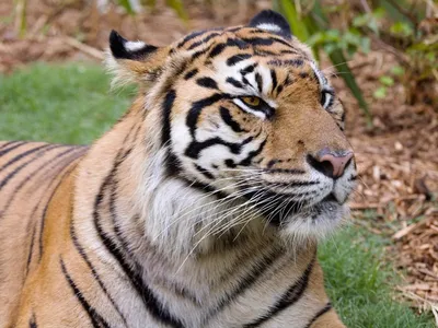 Балийский тигр - картинки и фото koshka.top
