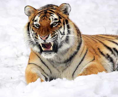 Описание тигров для школьников, интересные факты, викторина, фотографии