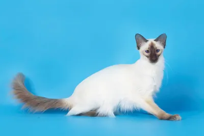 Балинезийский кот: сиамец в длинной шубке - Кот, пёс и я