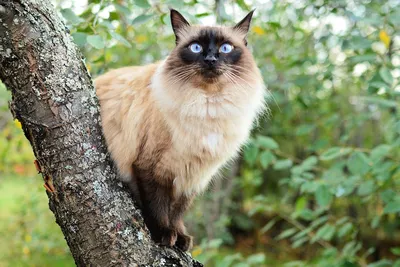 Балинезийская кошка: описание породы, происхождение, характер и уход |  AnimalPaw.ru