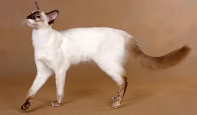 Балинезийская кошка: фото, описание породы и характер | WHISKAS®