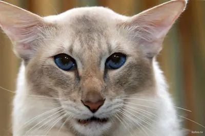 Балинезийская кошка: фото, характер, описание породы