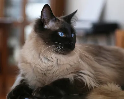 Балинезийская кошка (балинез): описание породы