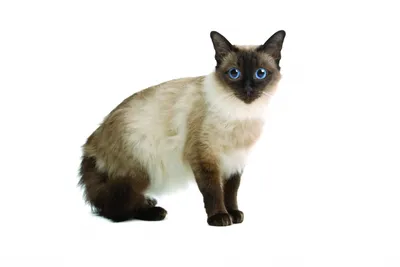 Балинезийская кошка (балийская кошка, балинез) - «Пушистый красавец.» |  отзывы