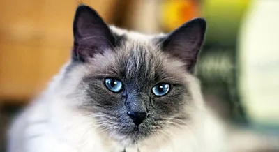 Балинезийская кошка: фото, характер, описание породы кошек балинез | Блог  зоомагазина Zootovary.com