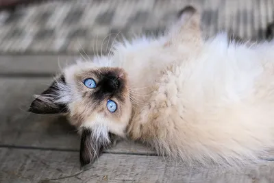 Балинезийская кошка: описание породы, история, уход, характер, цена и т.д.  | 🐱Домашние любимцы🐶 | Дзен