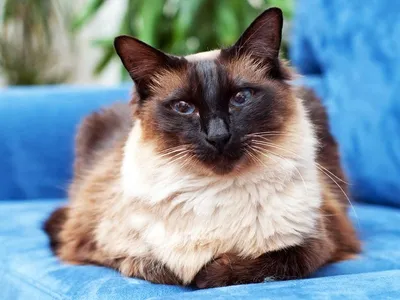 БАЛИНЕЗИЙСКАЯ КОШКА, порода полудлинношерстных кошек. Получена в результате  мутации сиамской кошки в США в 1960-е годы... | ВКонтакте