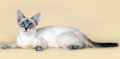 Балинезийская кошка: фото и описание (характер, уход и кормление)