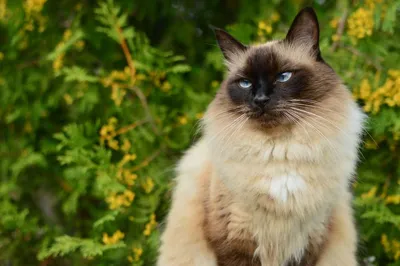 Балинезийская кошка: описание породы, характер, фото и цена | kotodom.ru