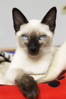 Балинезийская кошка: фото, описание породы, характер, здоровье, уход и  содержание