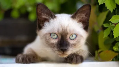 Балинезийская кошка. Описание породы, характер, фото, балинезийские котята