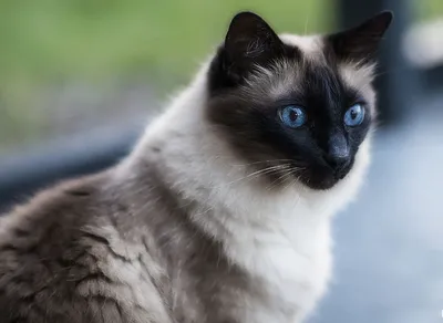 🐈 Балинезийская кошка – ближайшая родственница сиамских кошек. 🐈 Кошки  этой породы сильно страдают от вынужденного.. | ВКонтакте