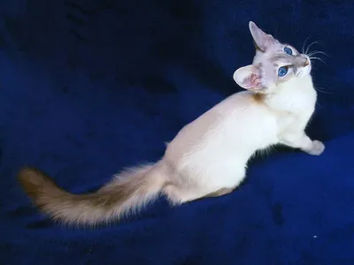 Балинезийская кошка (балинез) - это очень яркая и дружелюбная личность,  обладающая развитым интеллектом, любознательностью и любящая различные виды  активности.