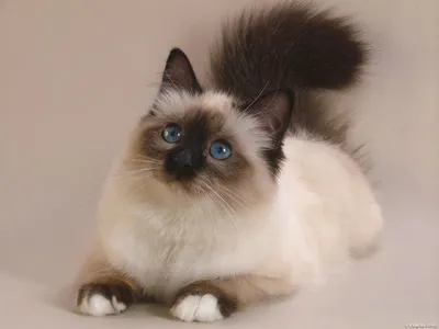 Балинезийская кошка. Описание породы, характер, фото, балинезийские котята
