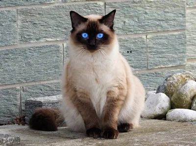 Кошки балинезийской породы, особенности характера и разновидности окрасов,  фото кошек